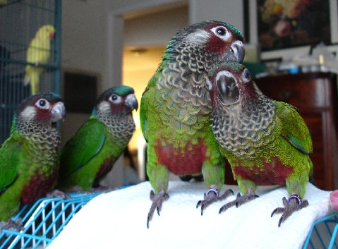 baby painted conure pictures